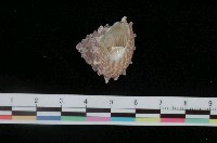 藏品(齒輪鐘螺)的圖片